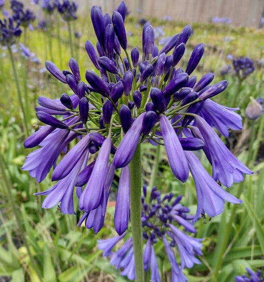 Agapanthus