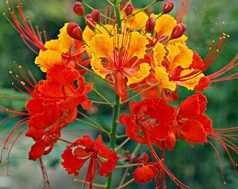 ʻOhai Aliʻi, Red Flower