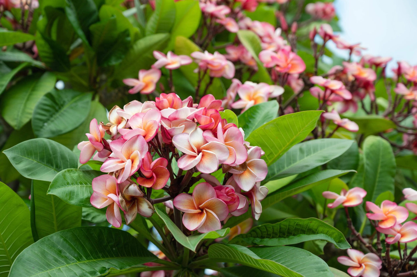 Plumeria