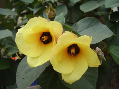 Hau