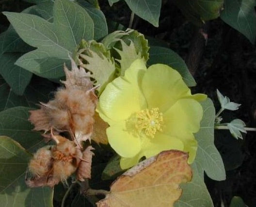 Maʻo