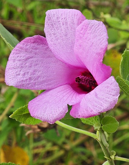 ʻAkiohala