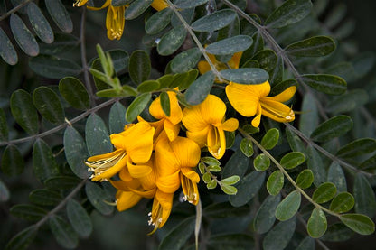 Māmane