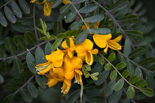 Māmane