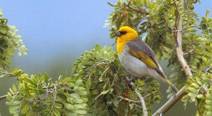 Māmane