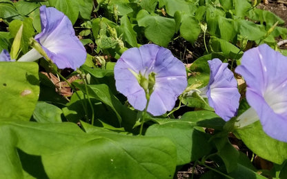 Koaliʻawa
