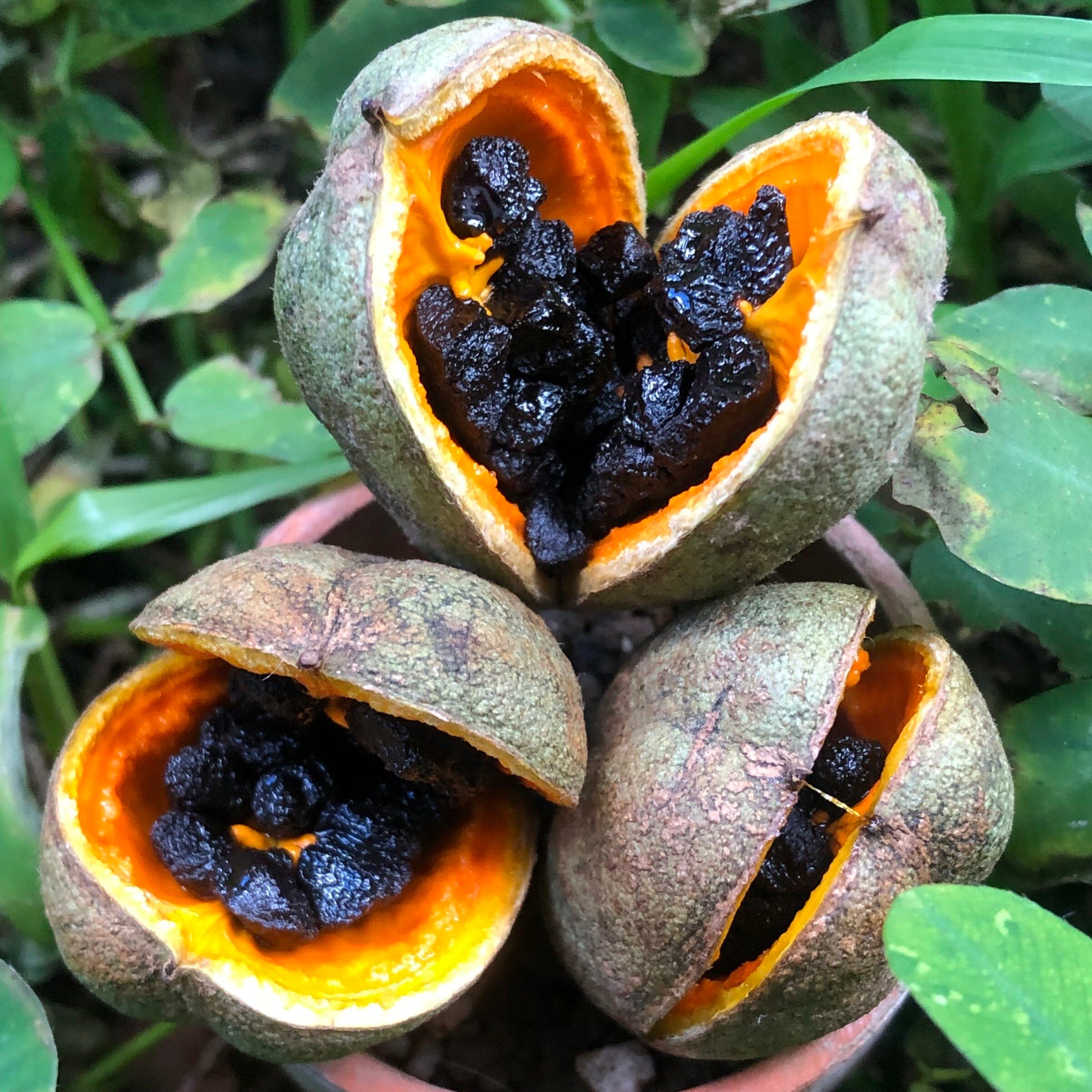 awapuhi plant seeds for sale Hōʻawa – Hawaiʻi Island Seed Co