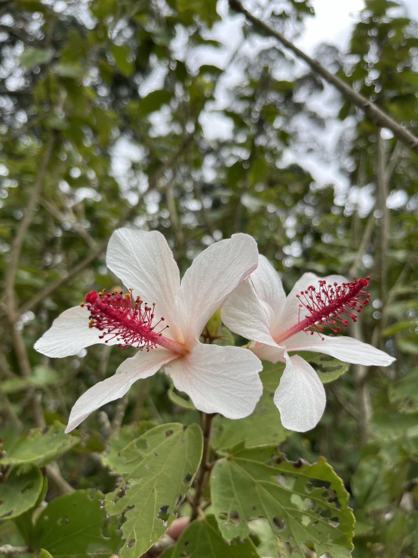 Kokiʻo Keʻokeʻo