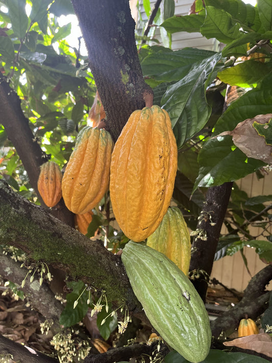 Cacao