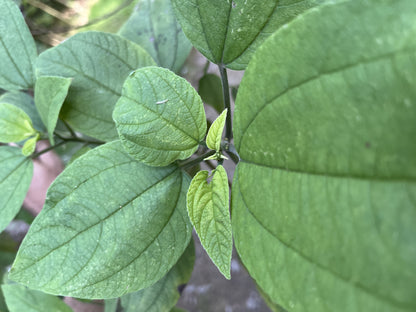 Māmaki, Green Veined