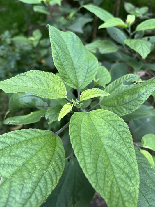 Māmaki, Green Veined