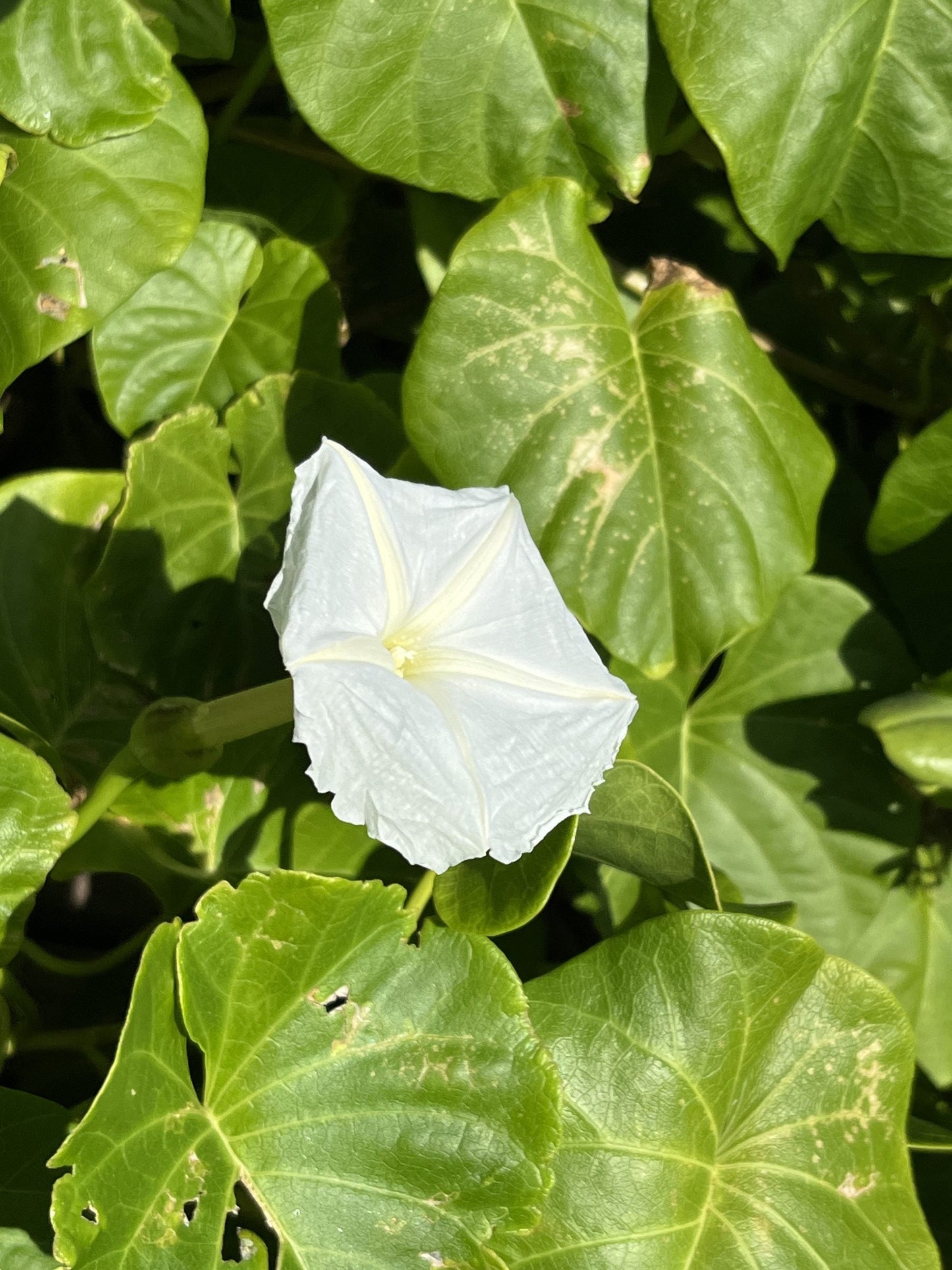 Koali