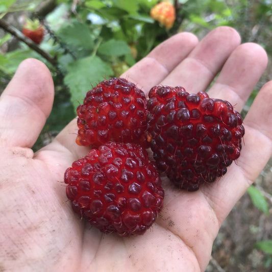 ʻAkala, Red Fruit