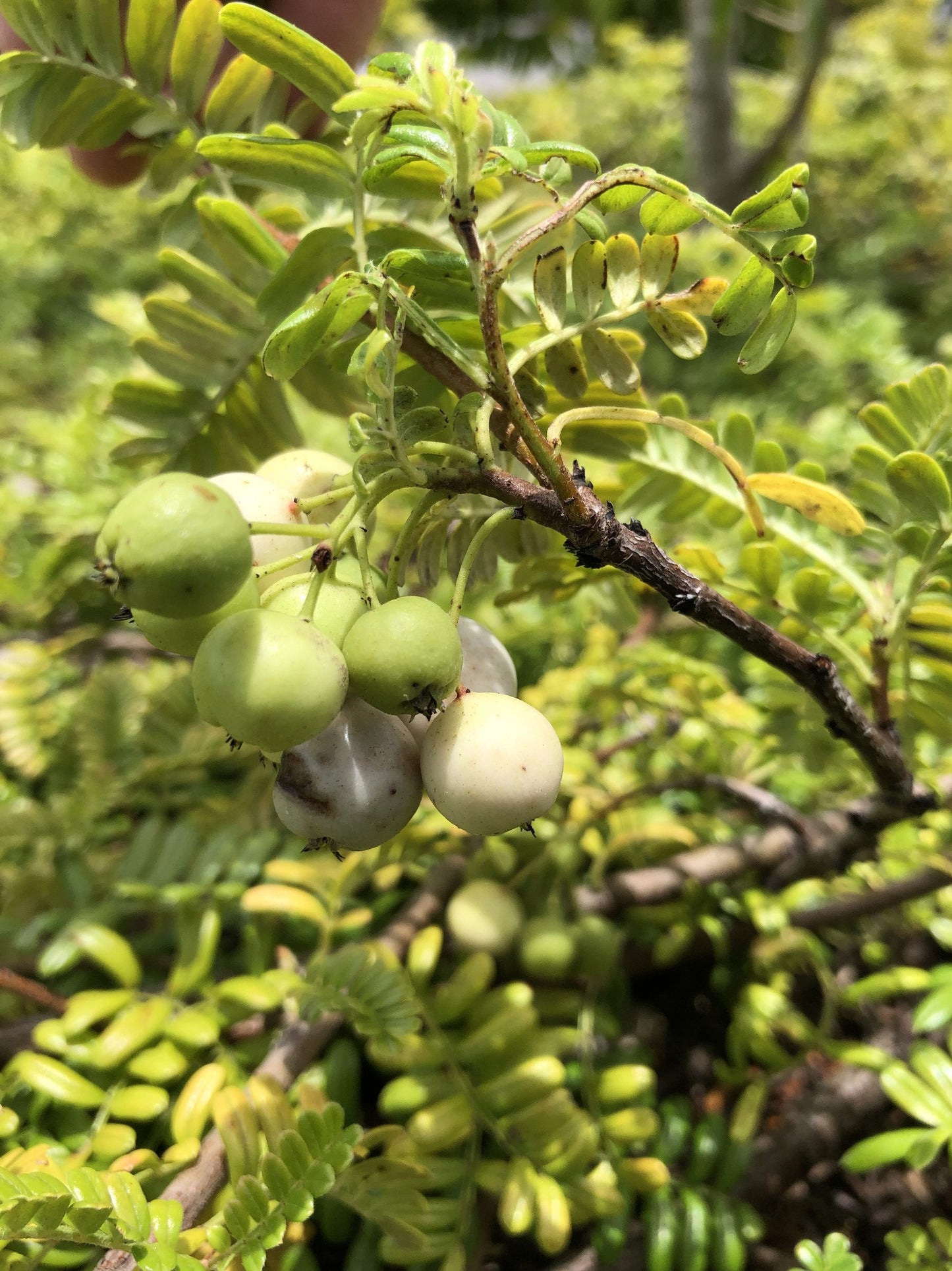 ʻUlei