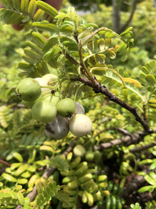 ʻUlei