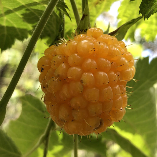 ʻAkala, Yellow Fruit