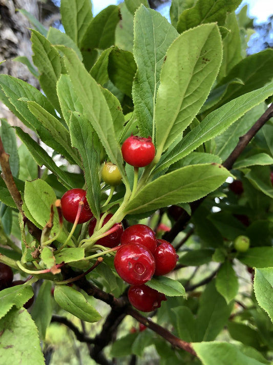 ʻŌhelo Kau Laʻau