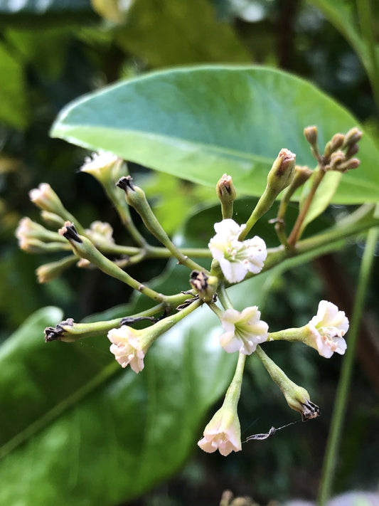 Pāpala Kēpau