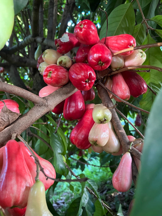 ʻŌhiʻaʻai