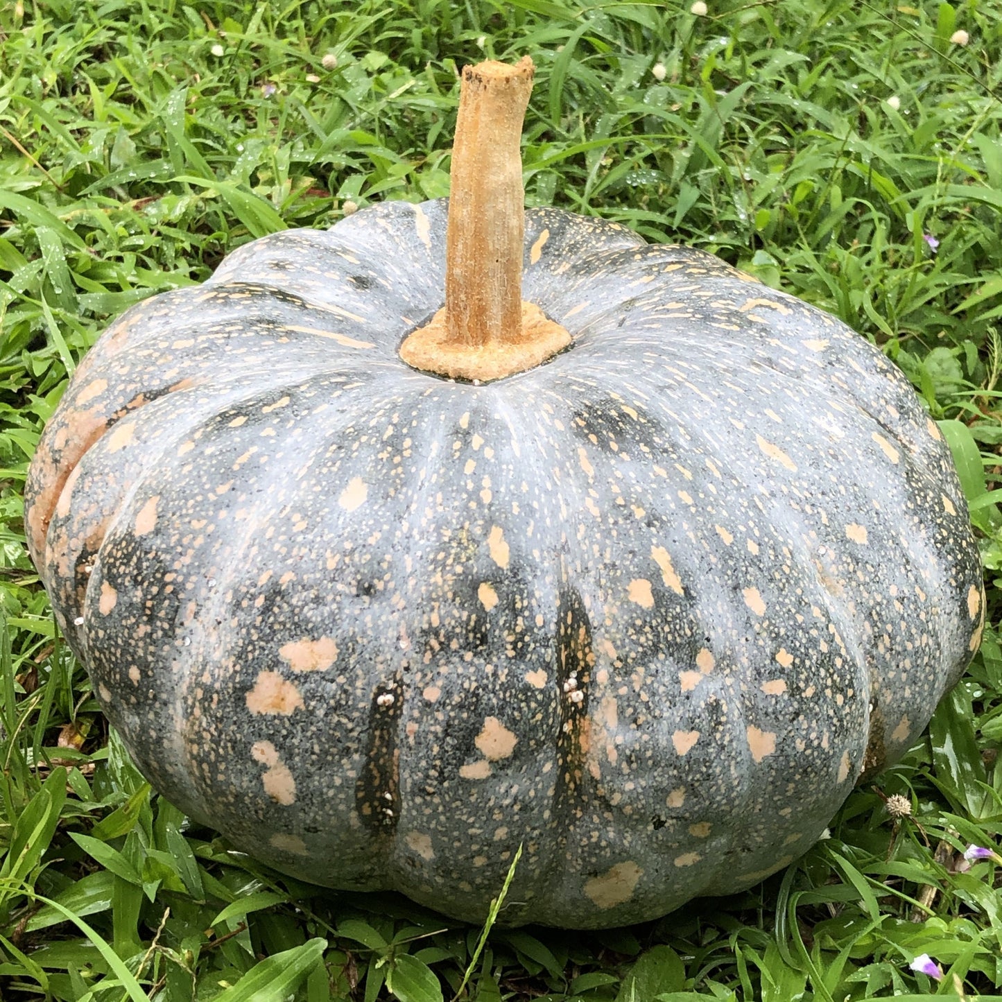 Palaʻai