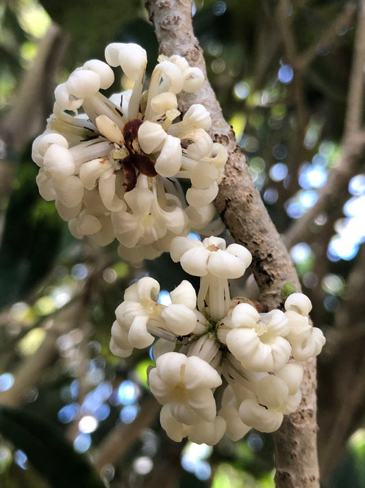 Hōʻawa
