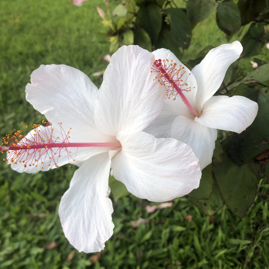 Native Hawaiian Hibiscus Mix