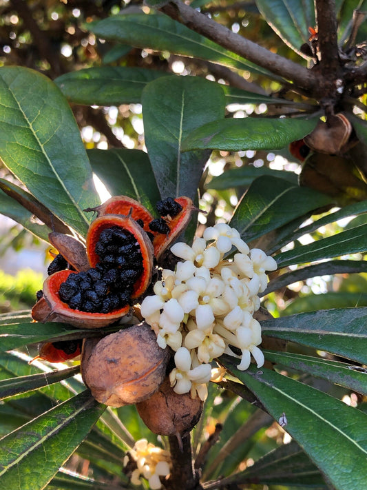 Hōʻawa