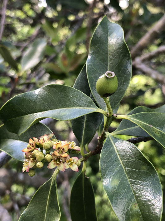 ʻIliahi