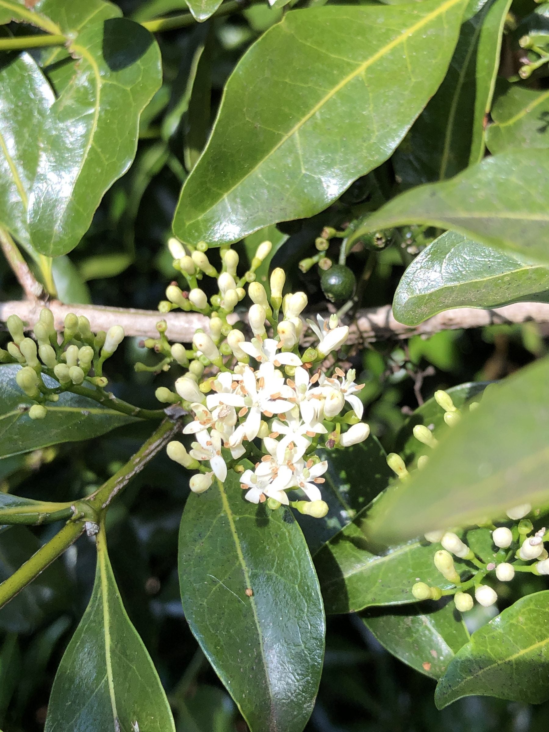 Alaheʻe – Hawaiʻi Island Seed Co.