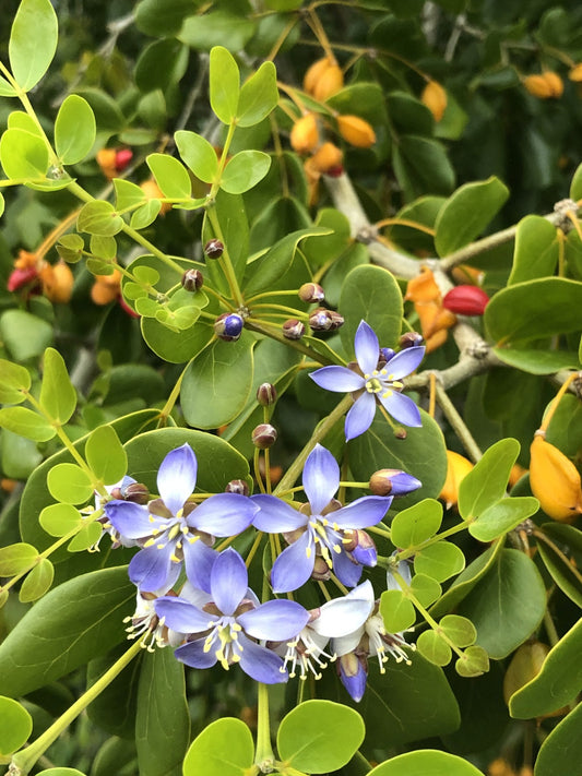 Lignum Vitae