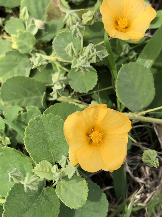 ʻIlima Papa