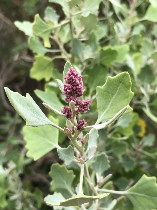 ʻĀweoweo