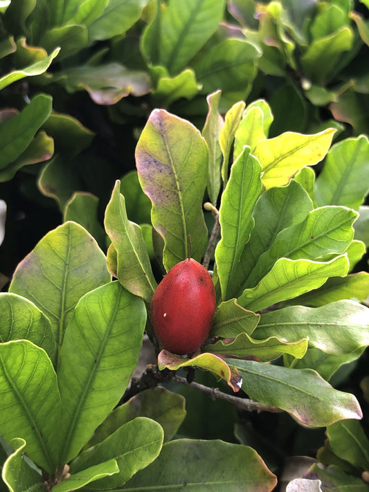Miracle Fruit