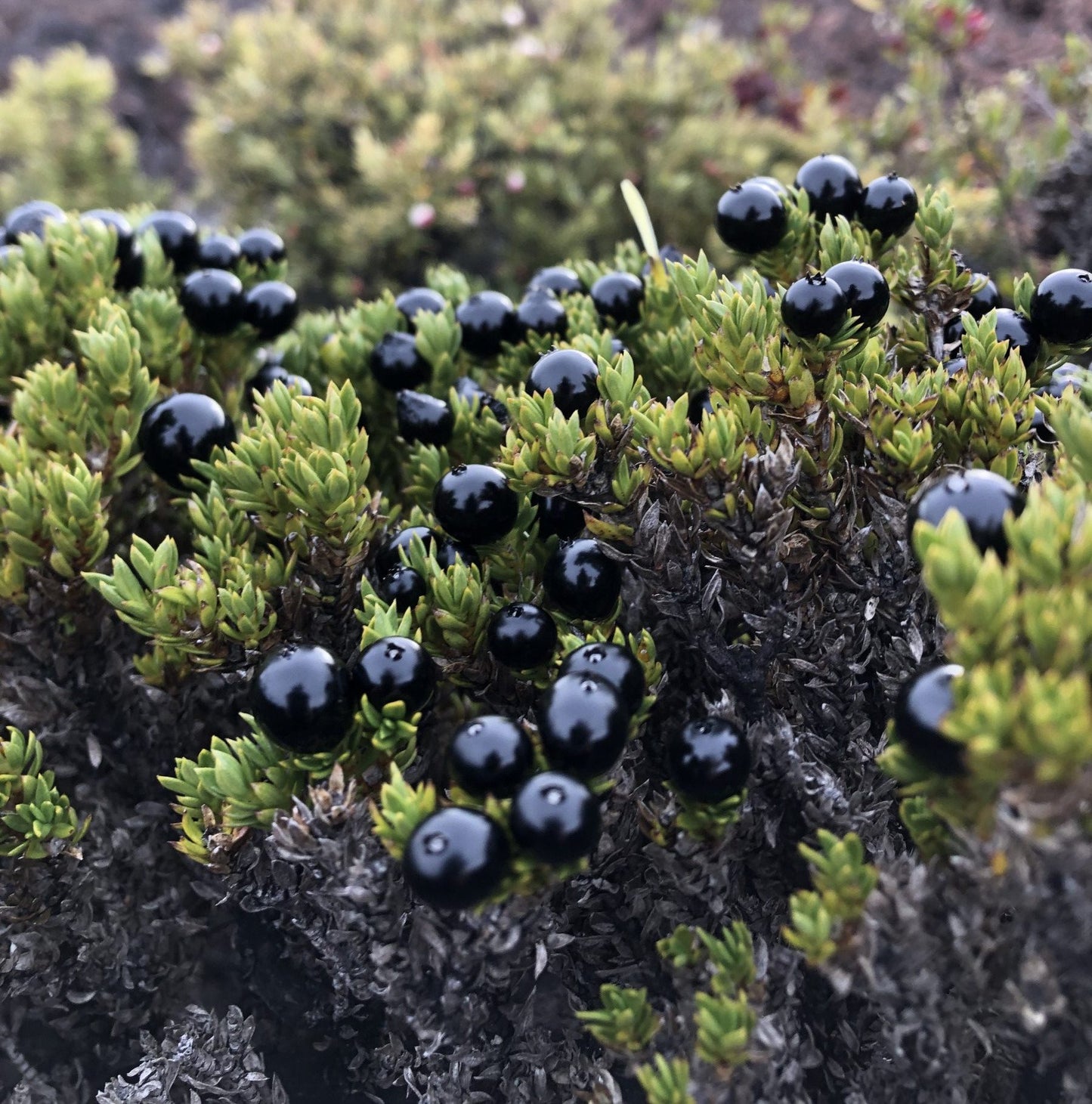 Kukaenene
