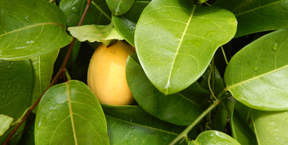 Jamaican Lilikoʻi
