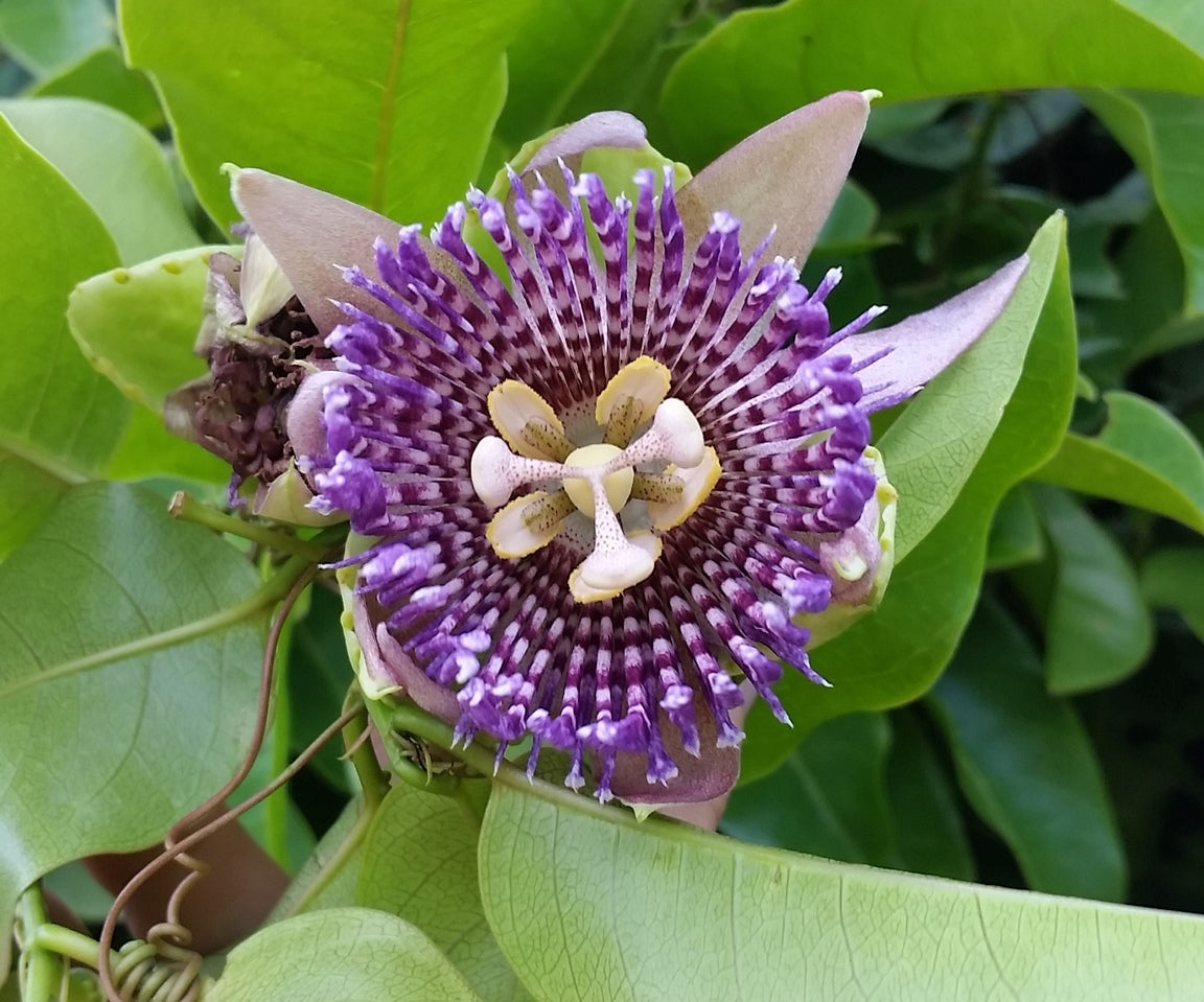 Jamaican Lilikoʻi