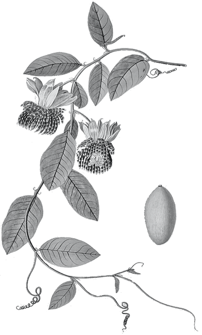 Jamaican Lilikoʻi