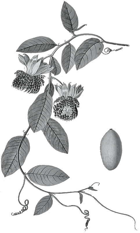Jamaican Lilikoʻi