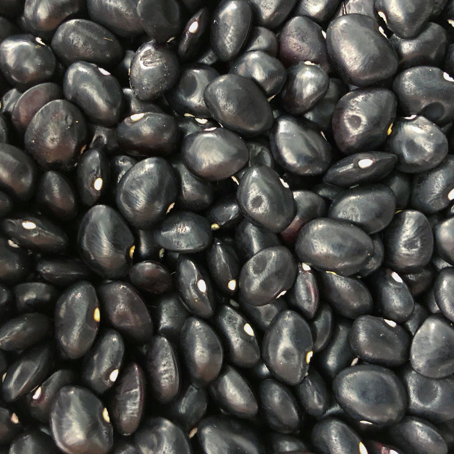 Kamanā Butter Bean