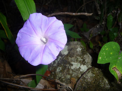 Koaliʻawa