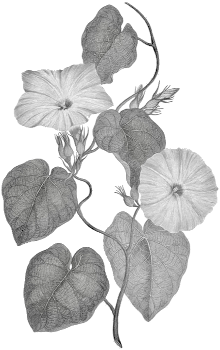 Koaliʻawa