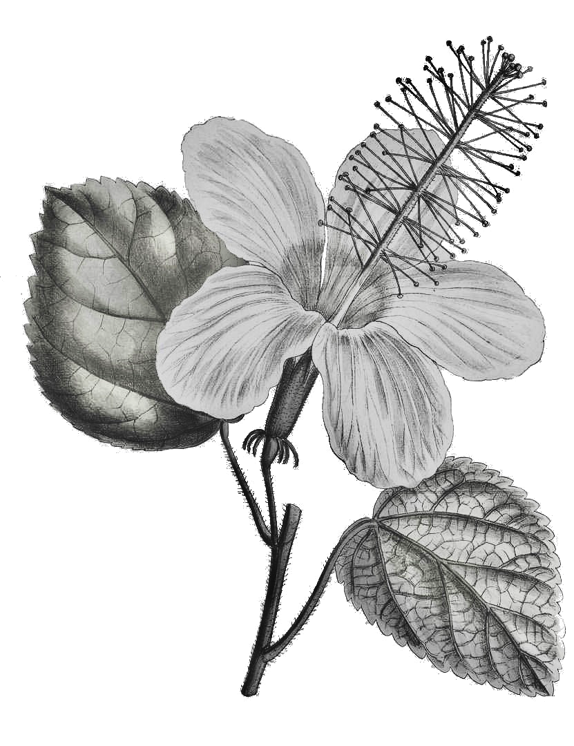 Kokiʻo Keʻokeʻo
