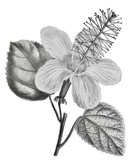 Kokiʻo Keʻokeʻo