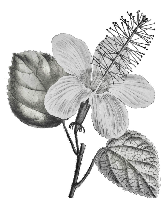 Kokiʻo Keʻokeʻo