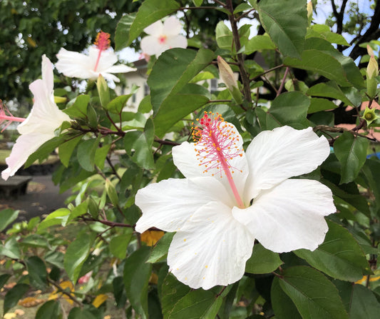 Kokiʻo Kea