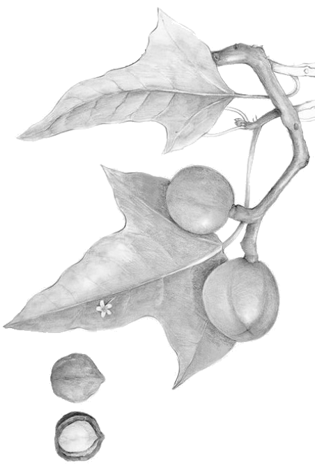 Kukui