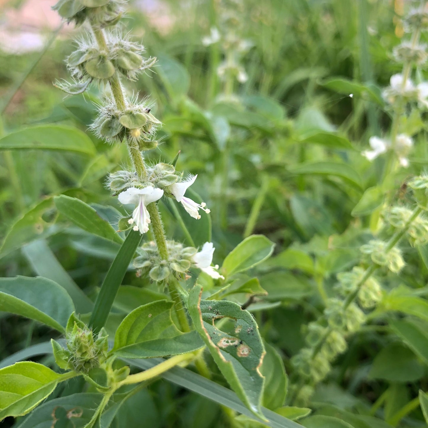 Lemon Basil