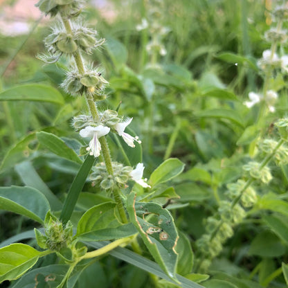 Lemon Basil