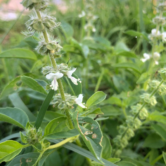 Lemon Basil
