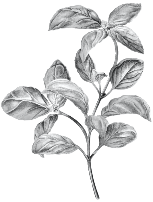 Lemon Basil